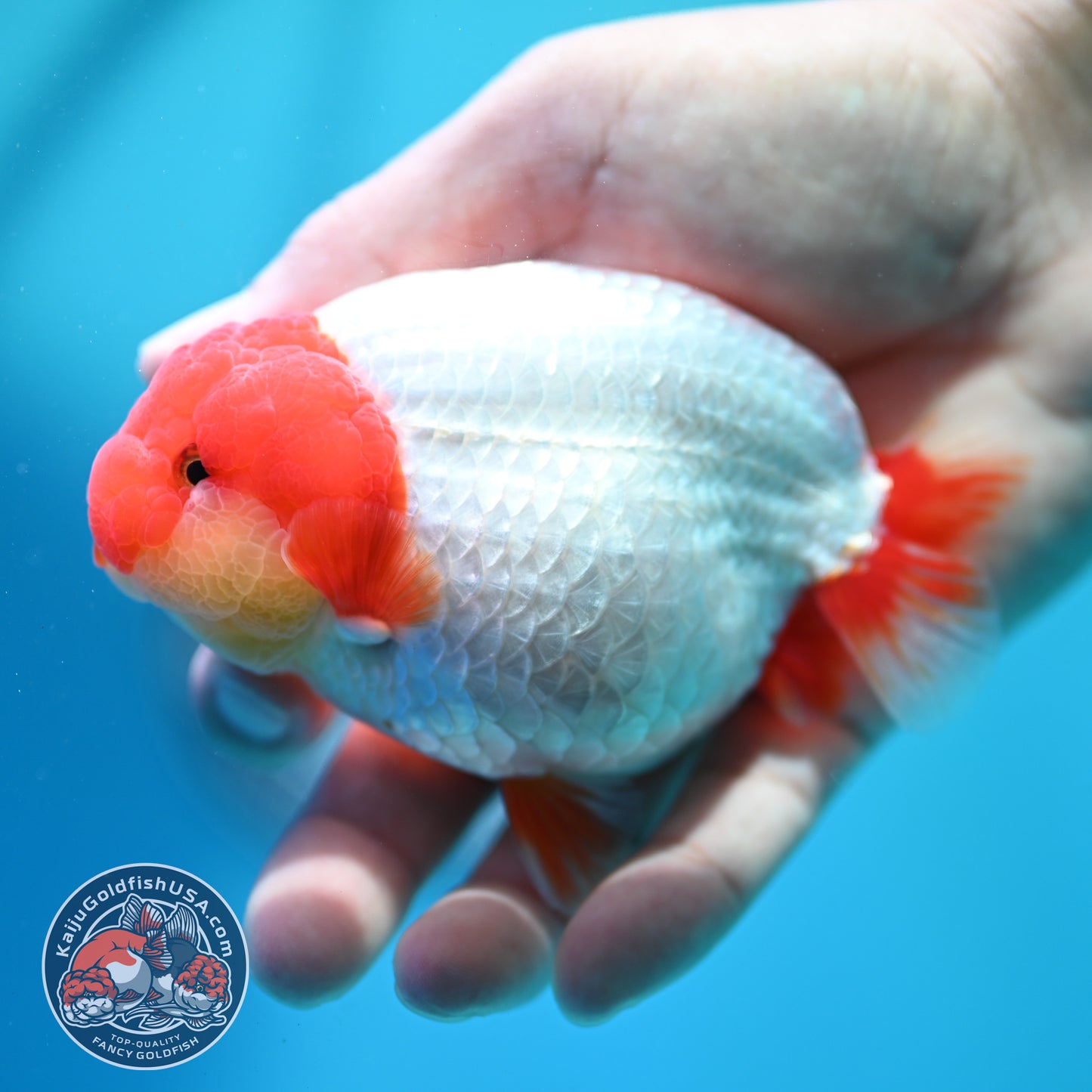 Red White Ranchu 4 inch Body (260515_RC06)