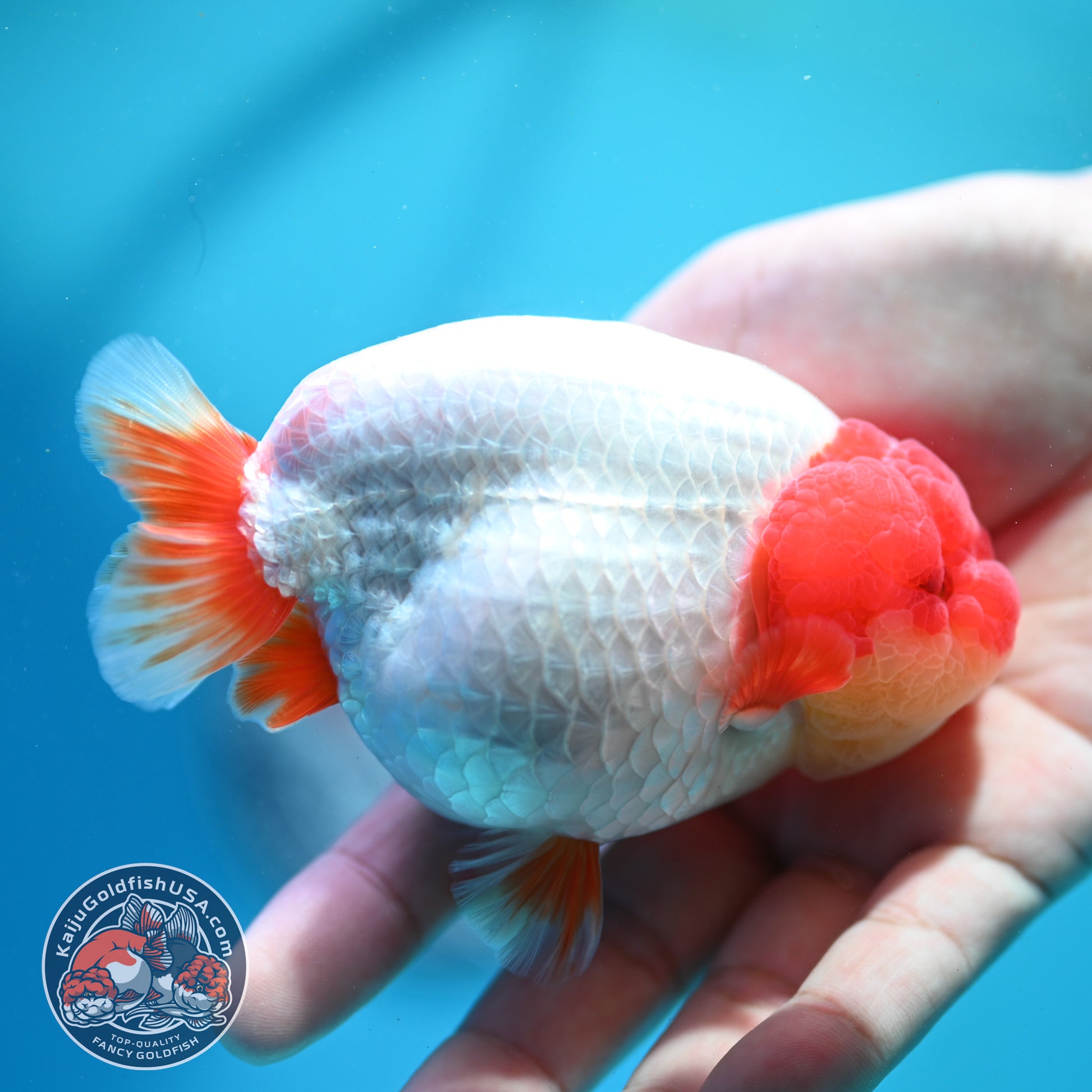 Red White Ranchu 4 inch Body (260515_RC06)