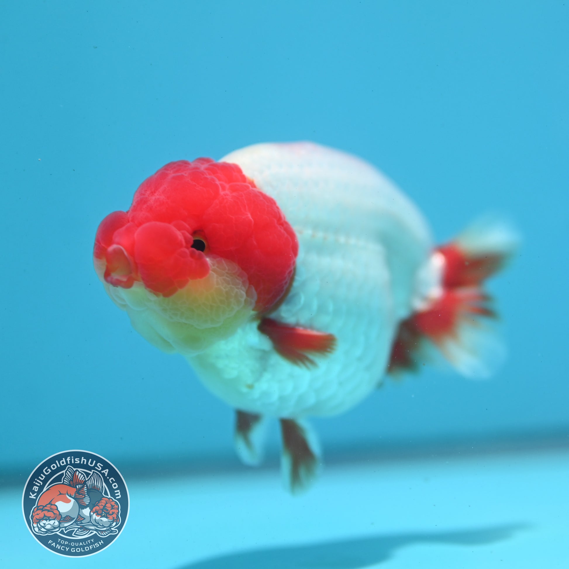 Red White Ranchu 4 inch Body (260515_RC06)