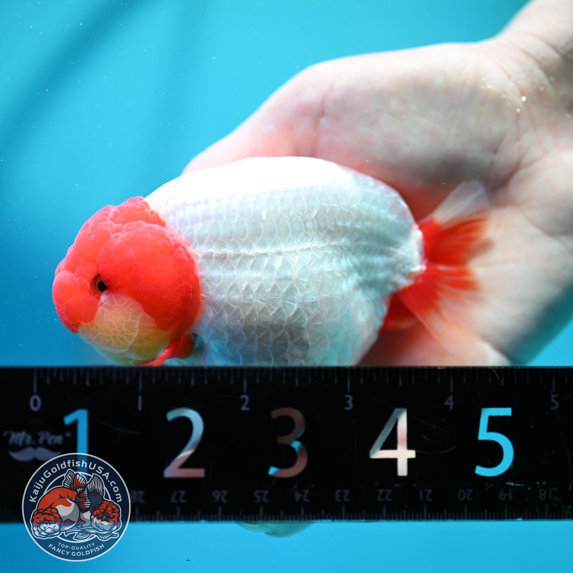 Red White Ranchu 4 inch Body (260515_RC06)