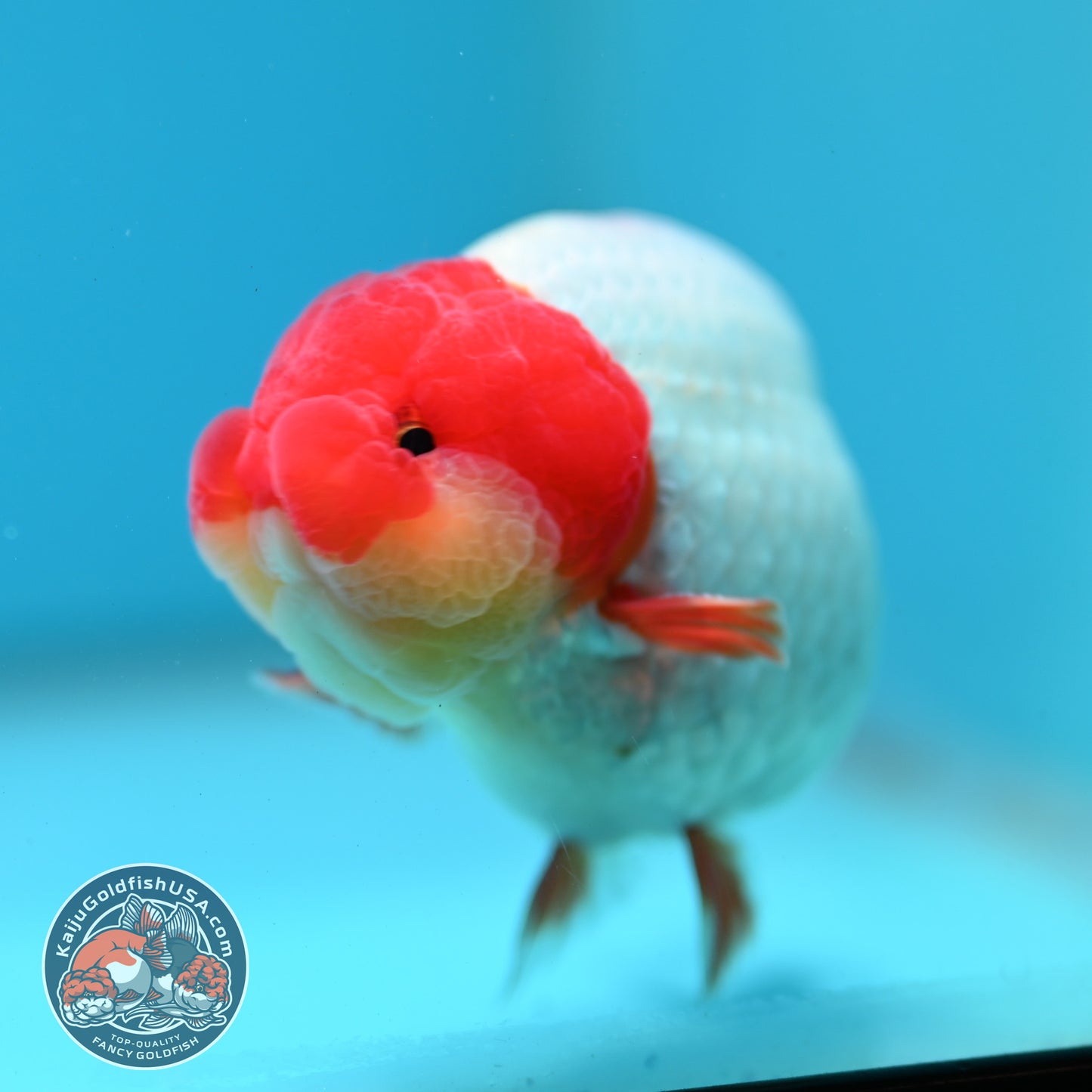 Red White Ranchu 4 inch Body (260515_RC06)
