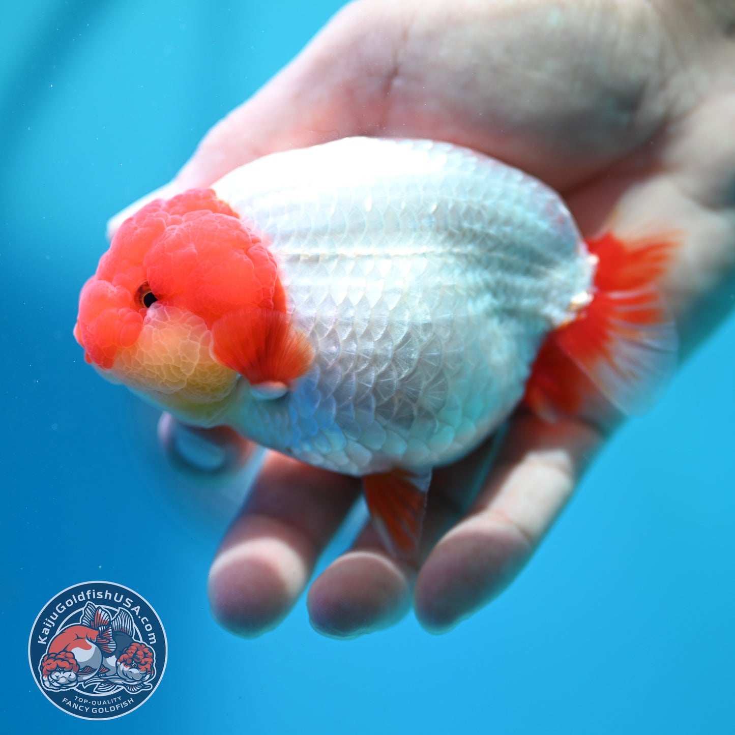 Red White Ranchu 4 inch Body (260515_RC06)