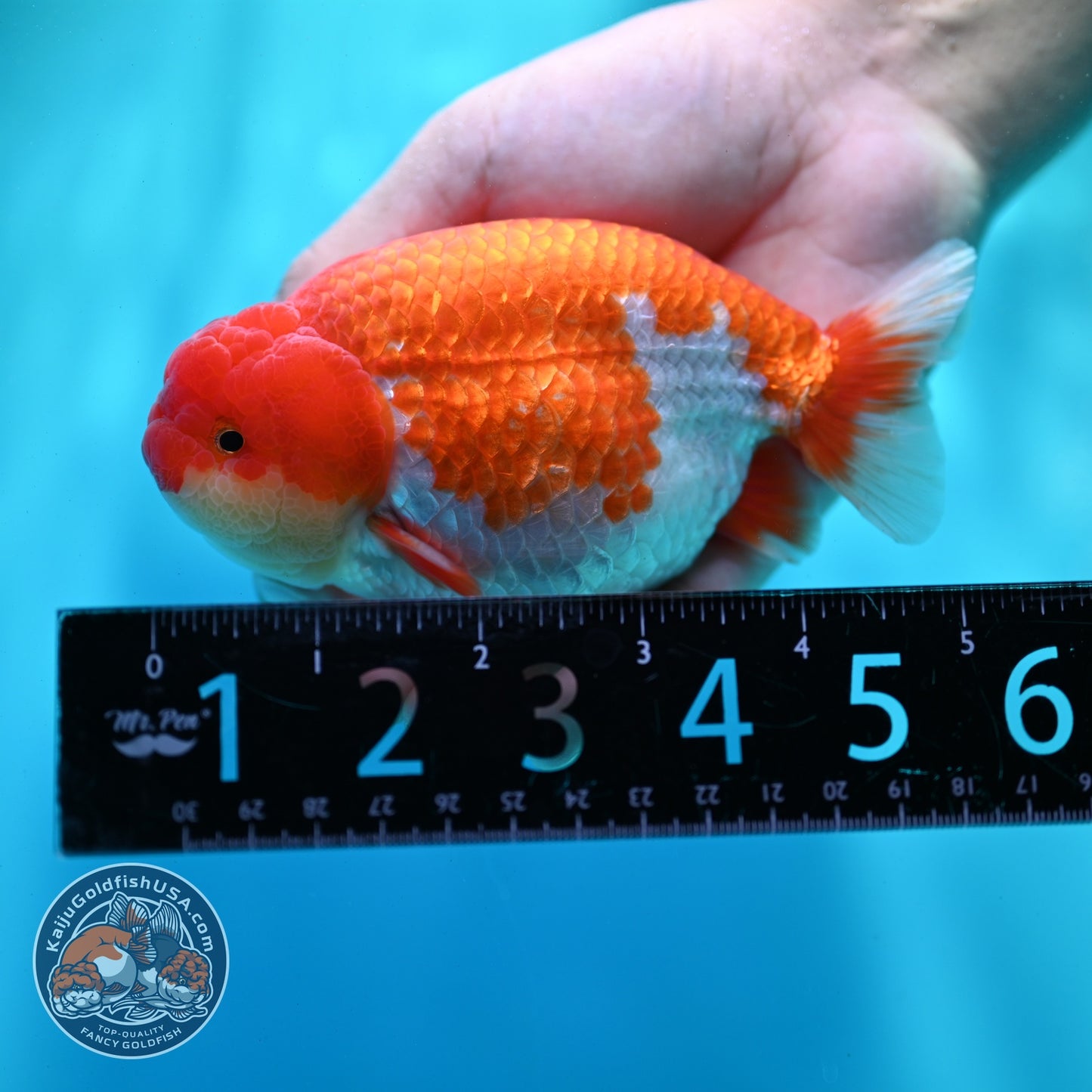 Red White Ranchu 4 inch Body (260522_RC01)