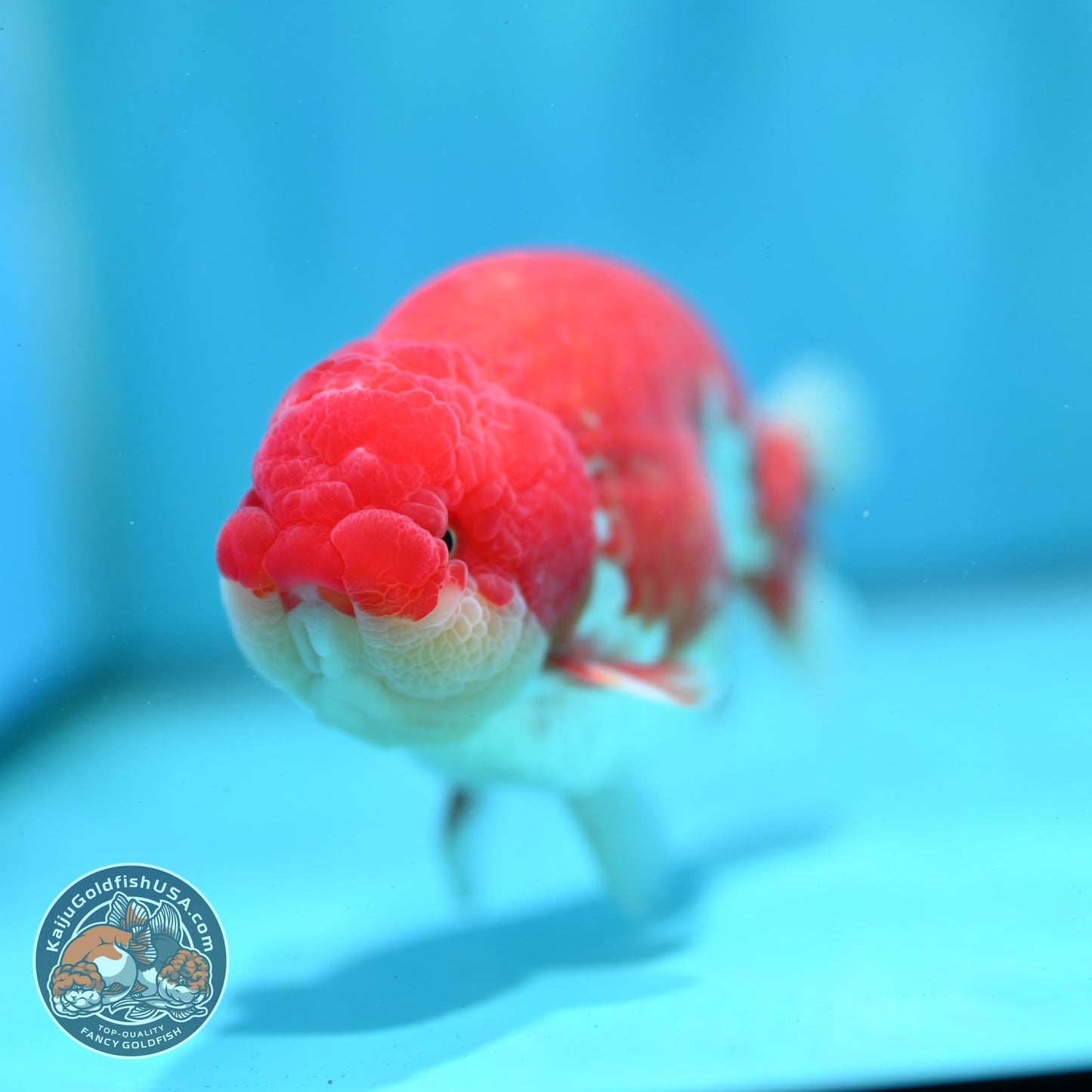 Red White Ranchu 4 inch Body (260522_RC01)