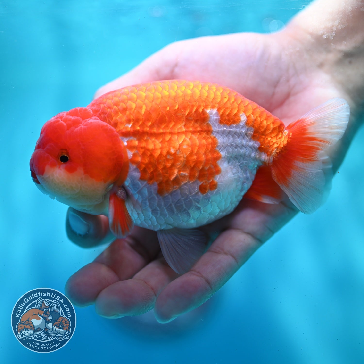 Red White Ranchu 4 inch Body (260522_RC01)