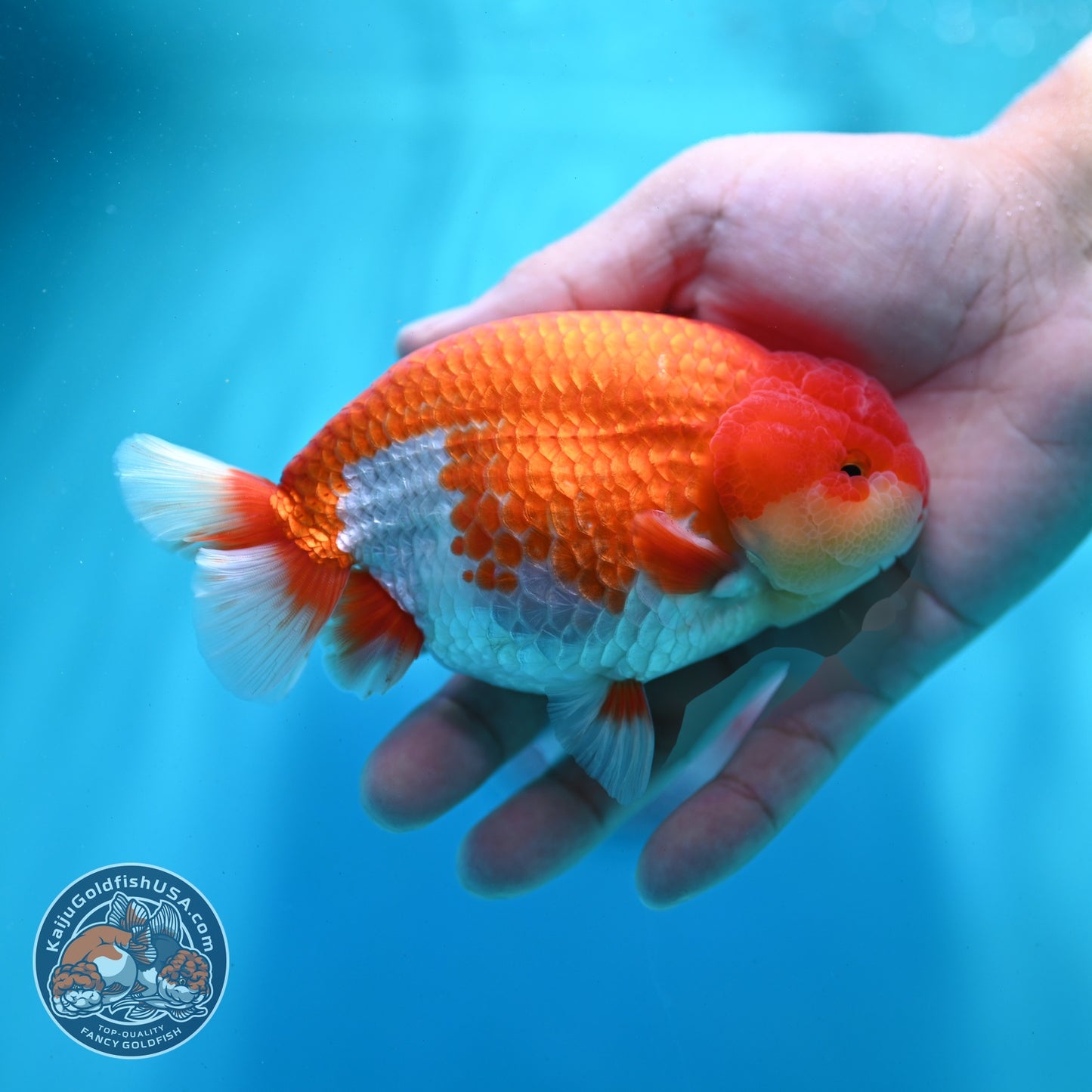 Red White Ranchu 4 inch Body (260522_RC01)