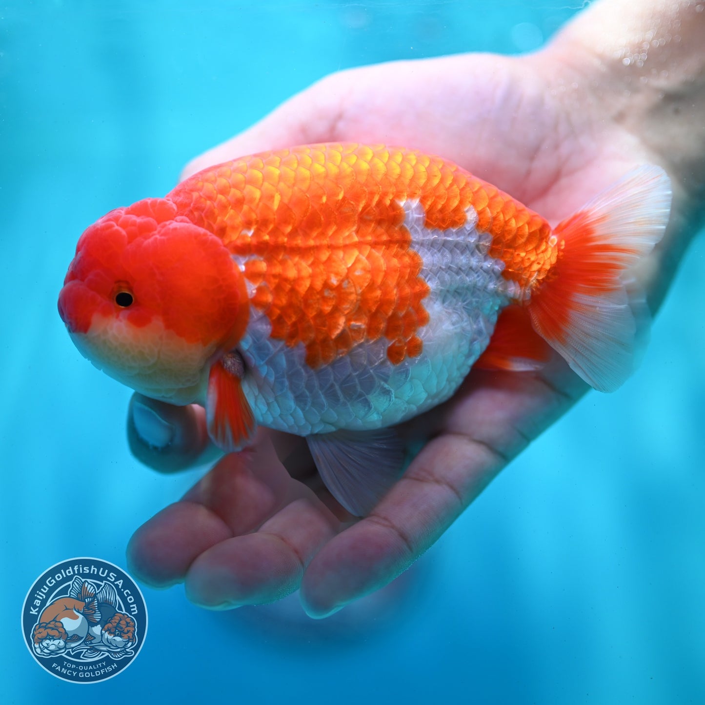 Red White Ranchu 4 inch Body (260522_RC01)