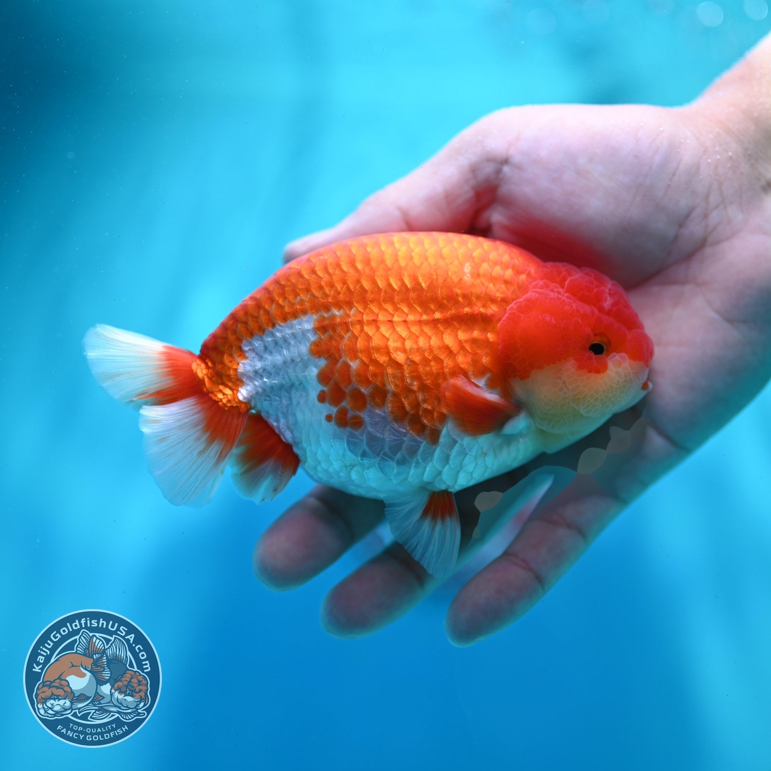 Red White Ranchu 4 inch Body (260522_RC01)