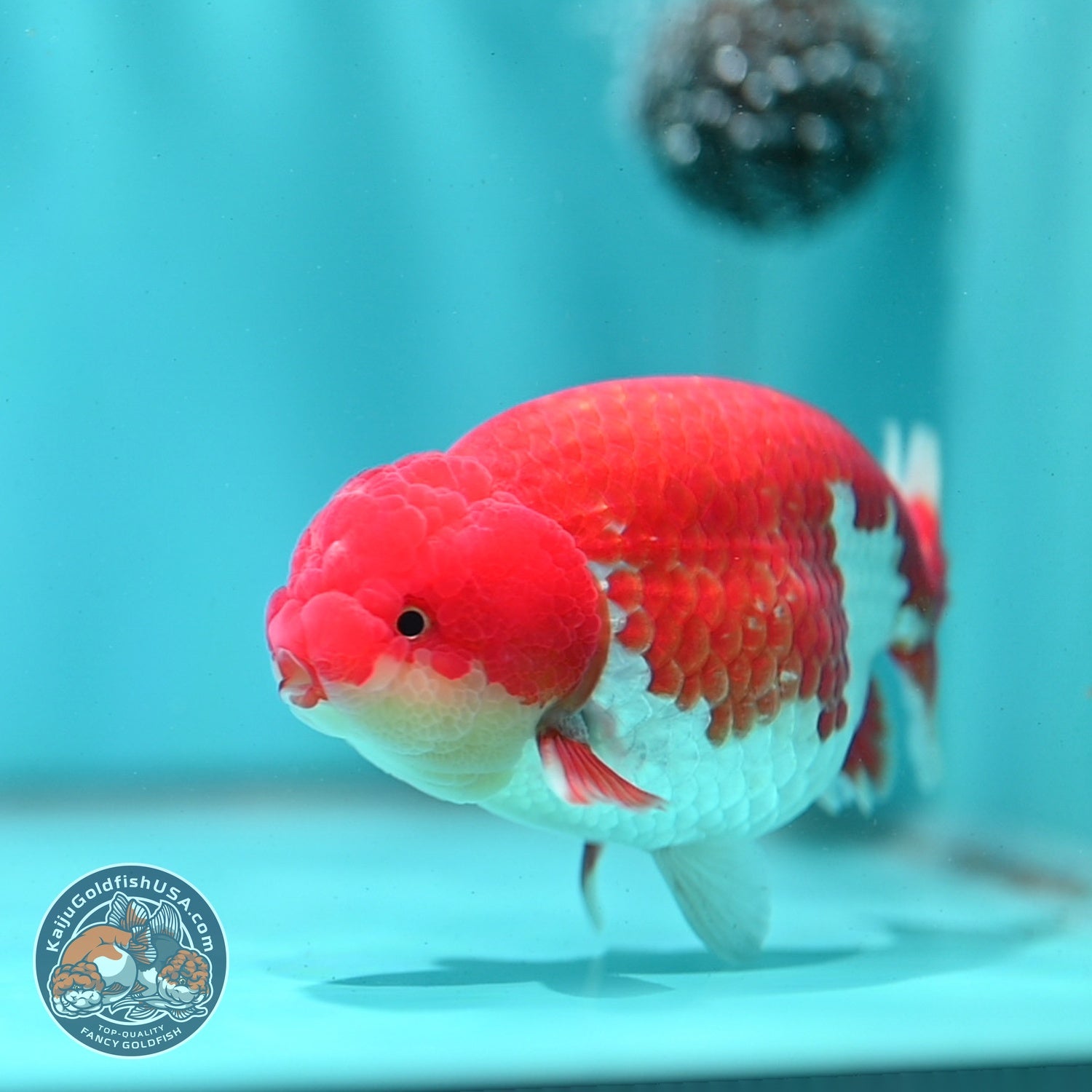 Red White Ranchu 4 inch Body (260522_RC01)