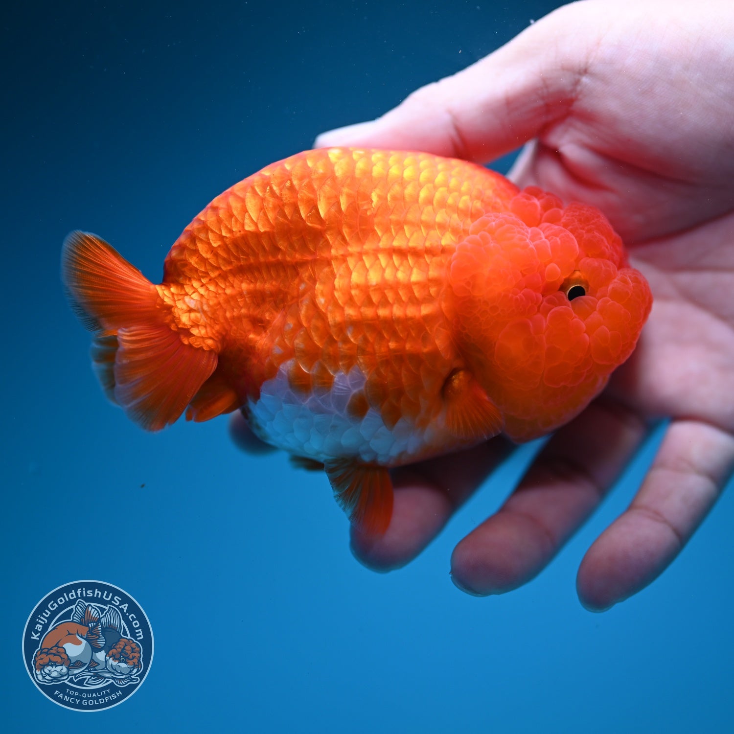 Red White Ranchu 4 inch Body (260619_RC08)