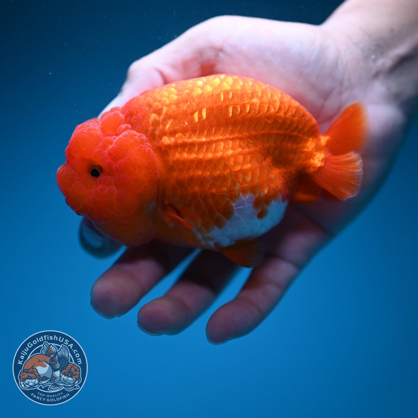 Red White Ranchu 4 inch Body (260619_RC08)