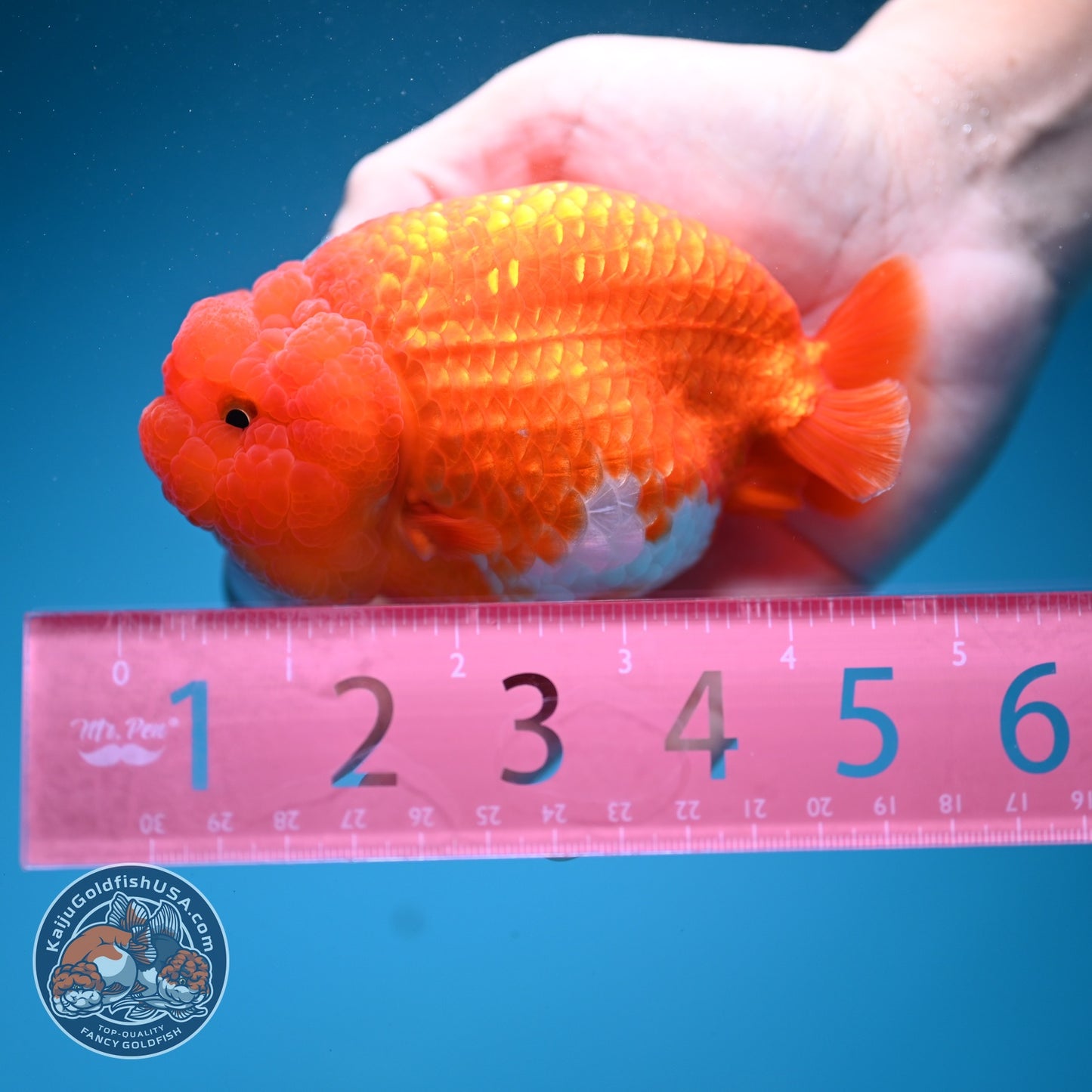 Red White Ranchu 4 inch Body (260619_RC08)