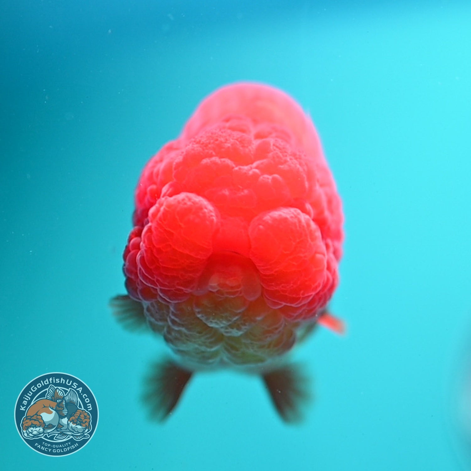 Red White Ranchu 4 inch Body (260619_RC08)