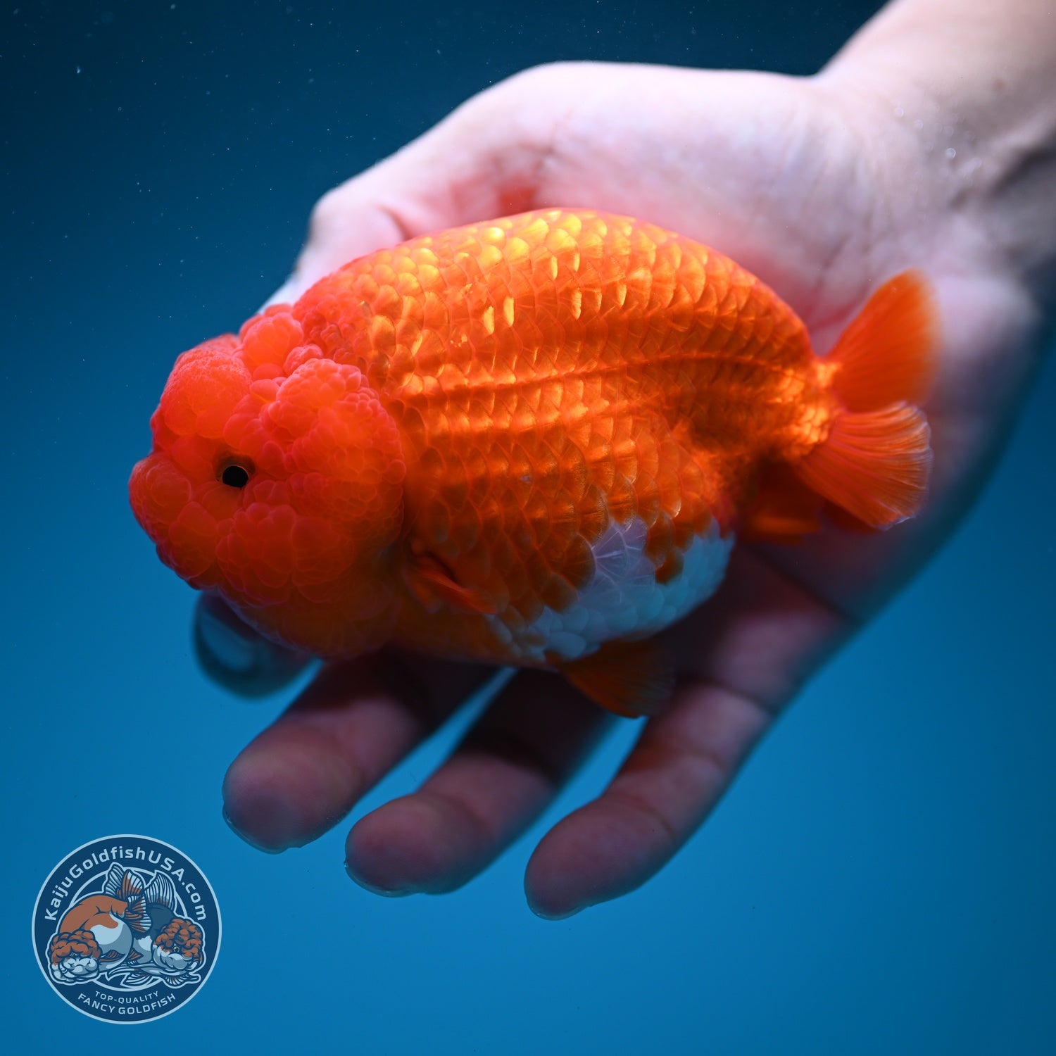 Red White Ranchu 4 inch Body (260619_RC08)