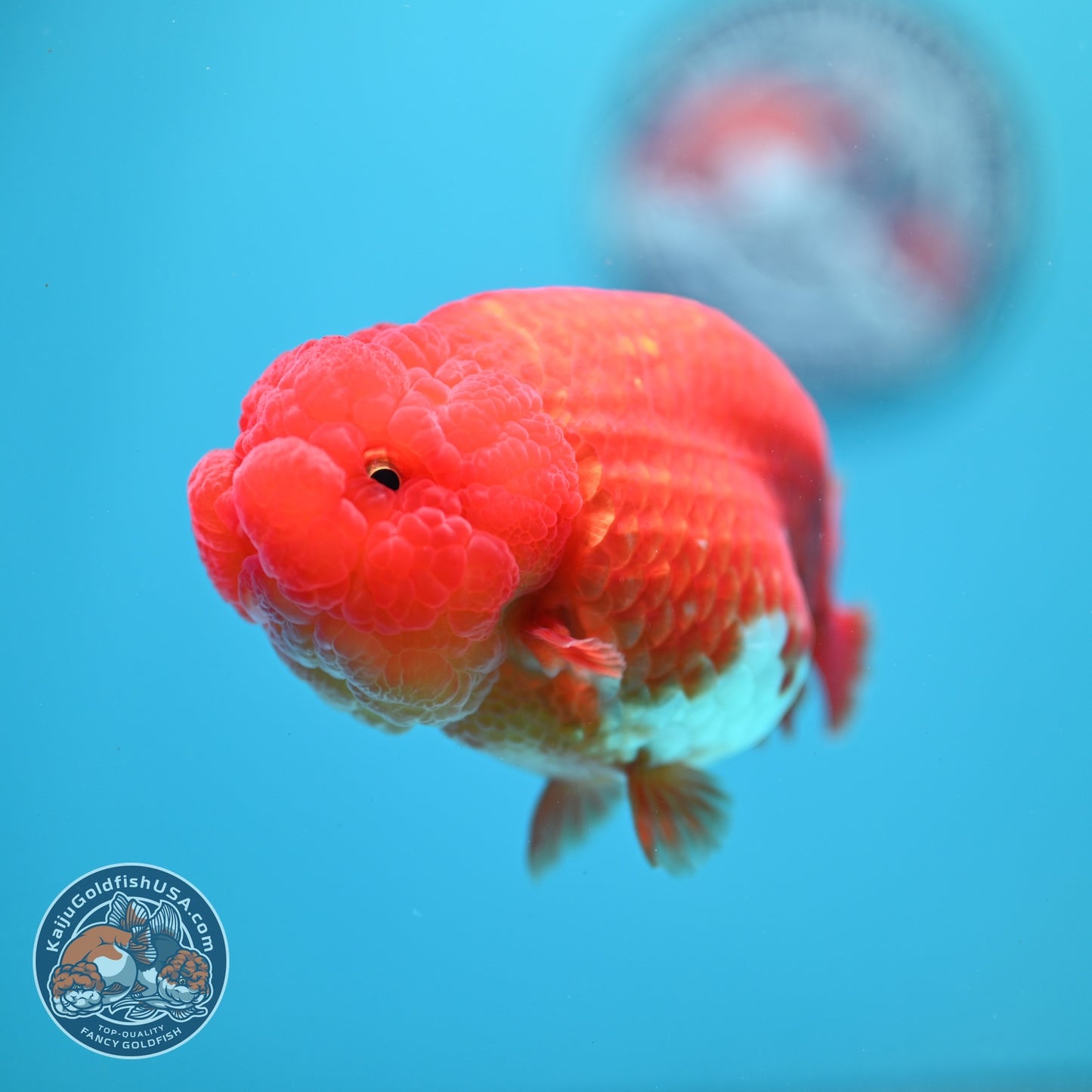 Red White Ranchu 4 inch Body (260619_RC08)