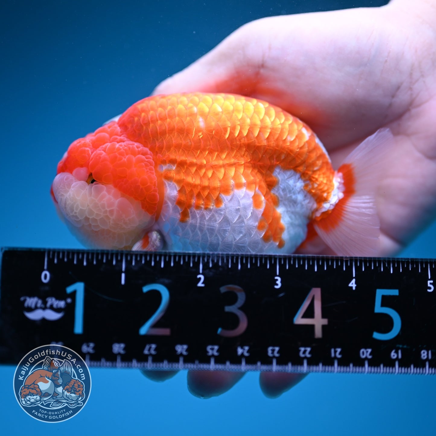 Red White Ranchu 4 inch Body (260619_RC10)