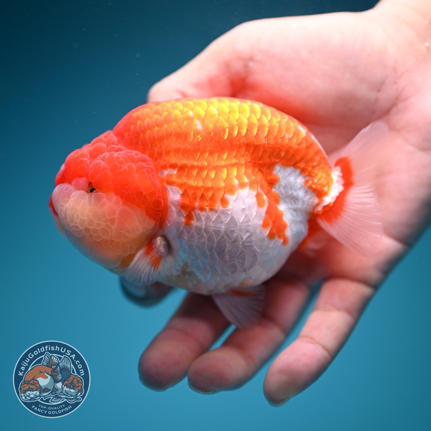 Red White Ranchu 4 inch Body (260619_RC10)