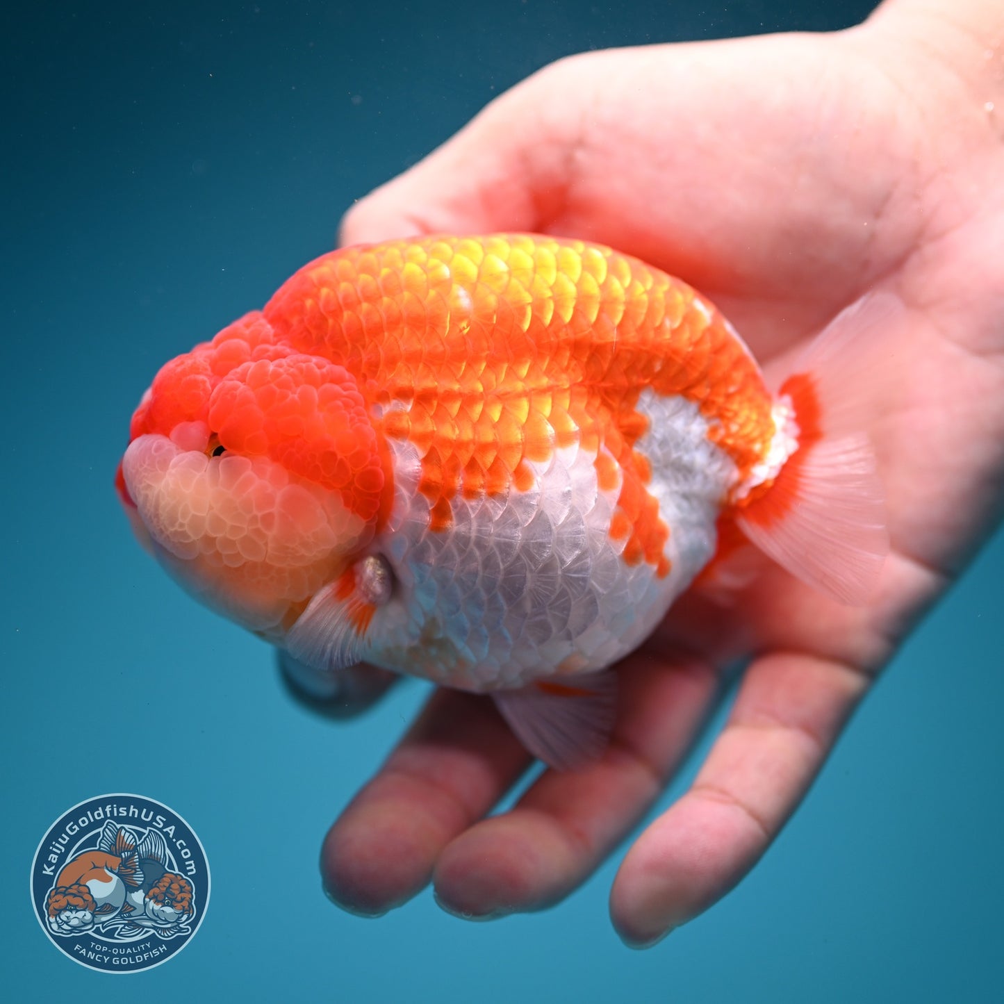 Red White Ranchu 4 inch Body (260619_RC10)