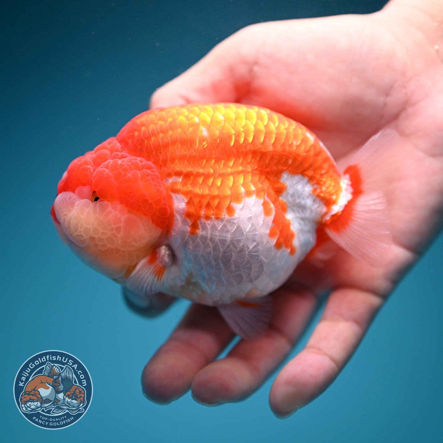 Red White Ranchu 4 inch Body (260619_RC10)