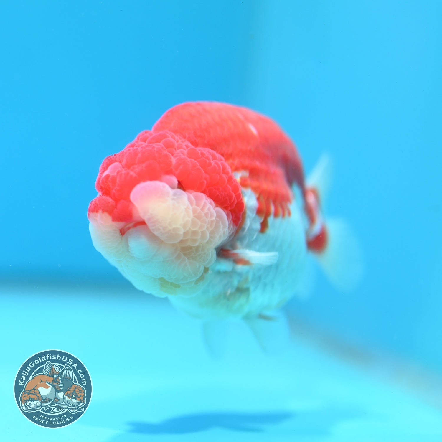 Red White Ranchu 4 inch Body (260619_RC10)
