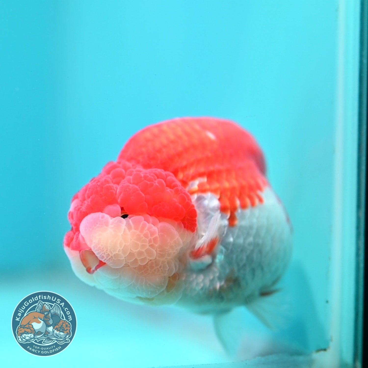 Red White Ranchu 4 inch Body (260619_RC10)