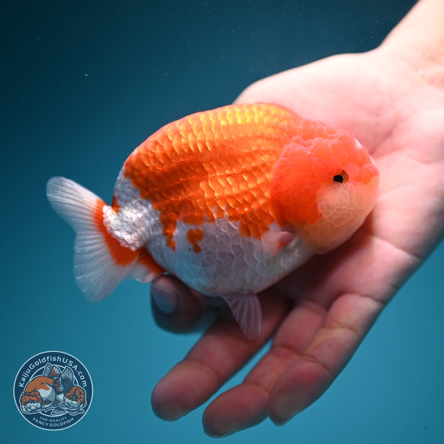 Red White Ranchu 4 inch Body (260619_RC10)