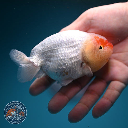 Red White Ranchu 4 inch Body (260724_RC05)