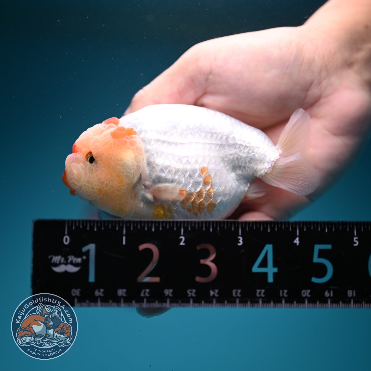 Red White Ranchu 4 inch Body (260724_RC05)