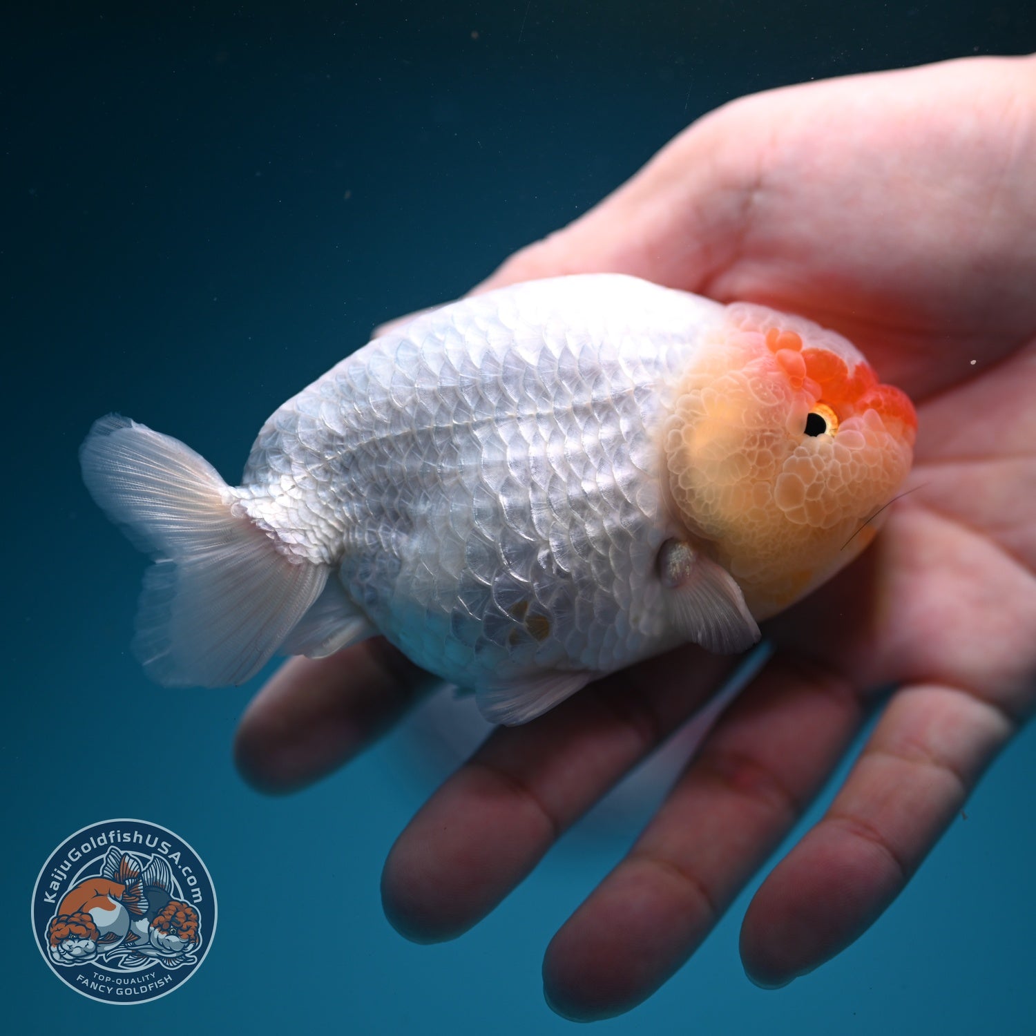 Red White Ranchu 4 inch Body (260724_RC05)