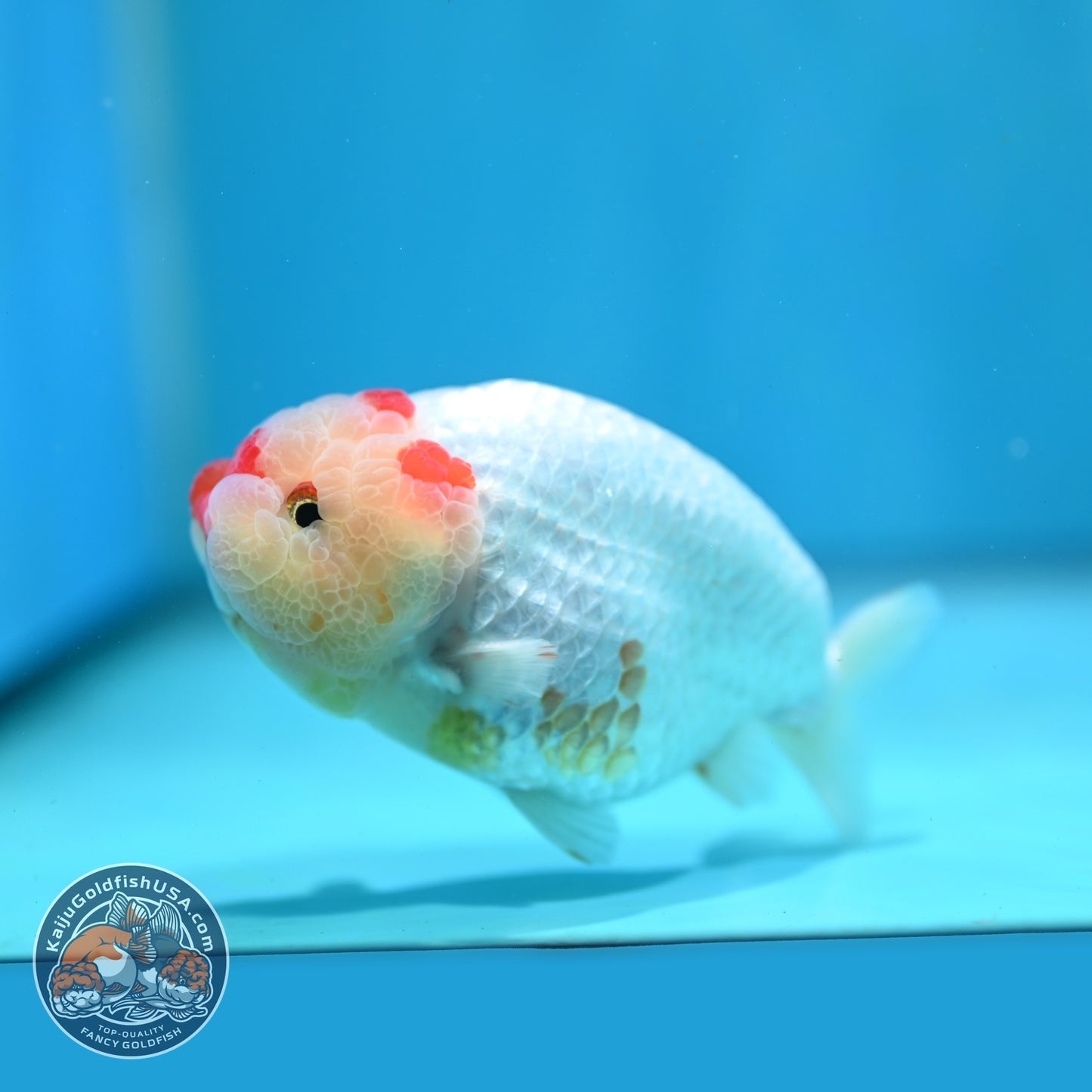 Red White Ranchu 4 inch Body (260724_RC05)
