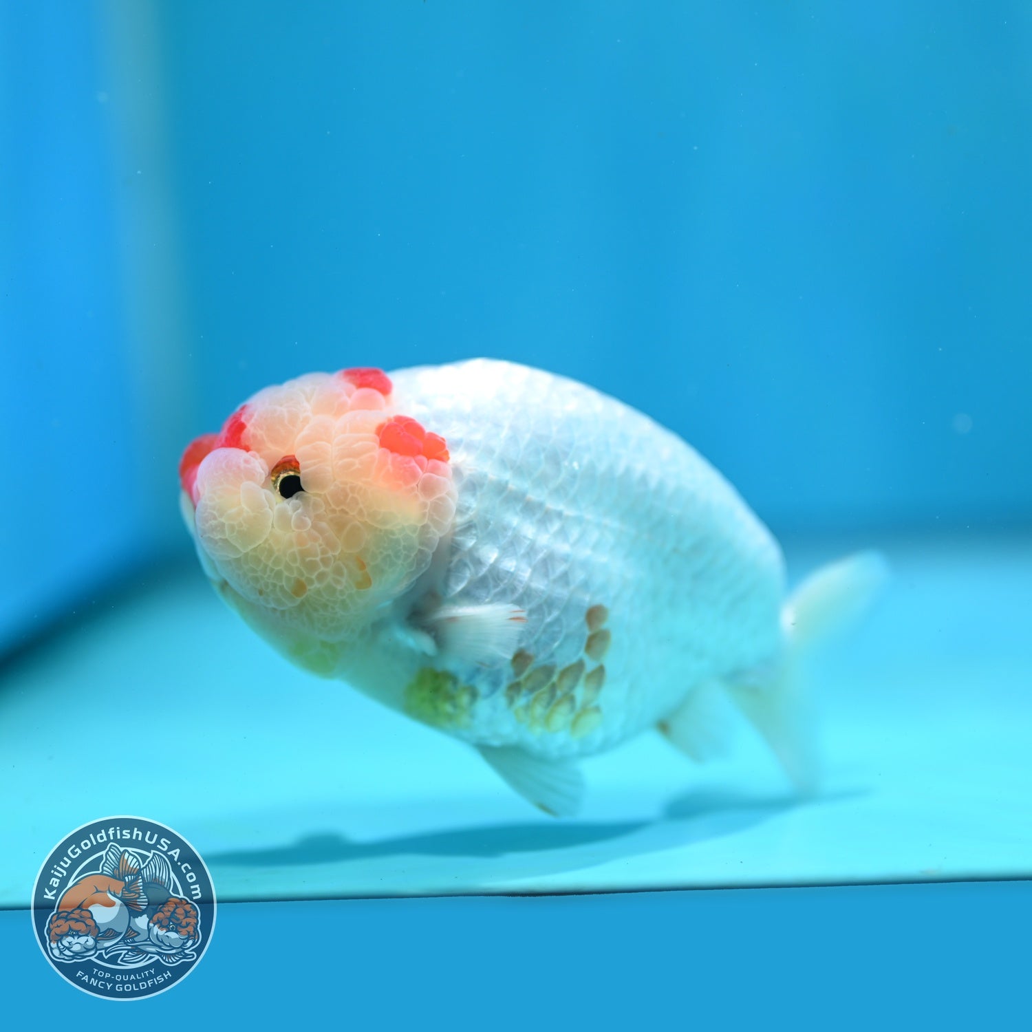 Red White Ranchu 4 inch Body (260724_RC05)