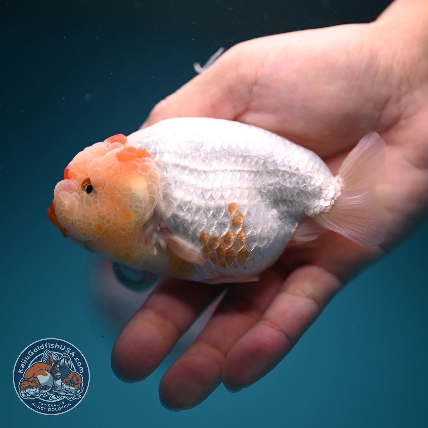 Red White Ranchu 4 inch Body (260724_RC05)