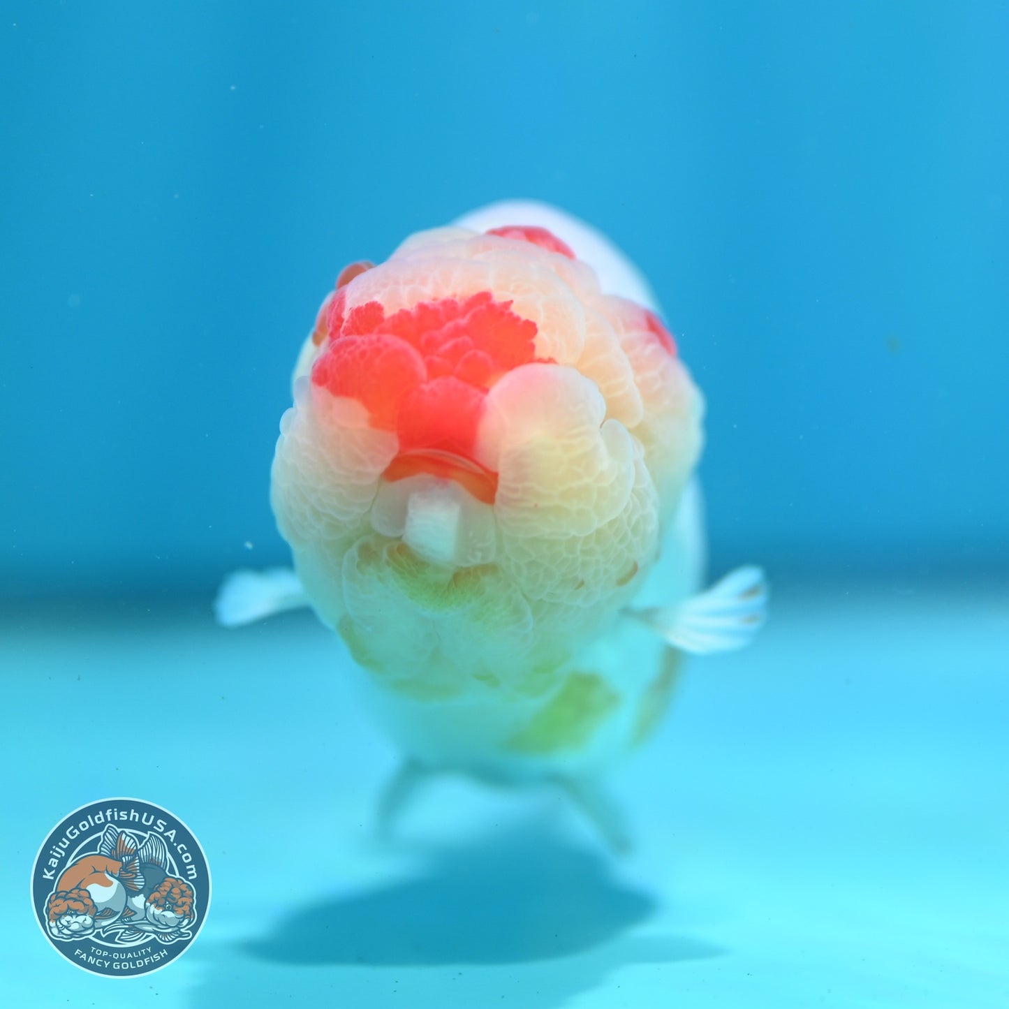 Red White Ranchu 4 inch Body (260724_RC05)