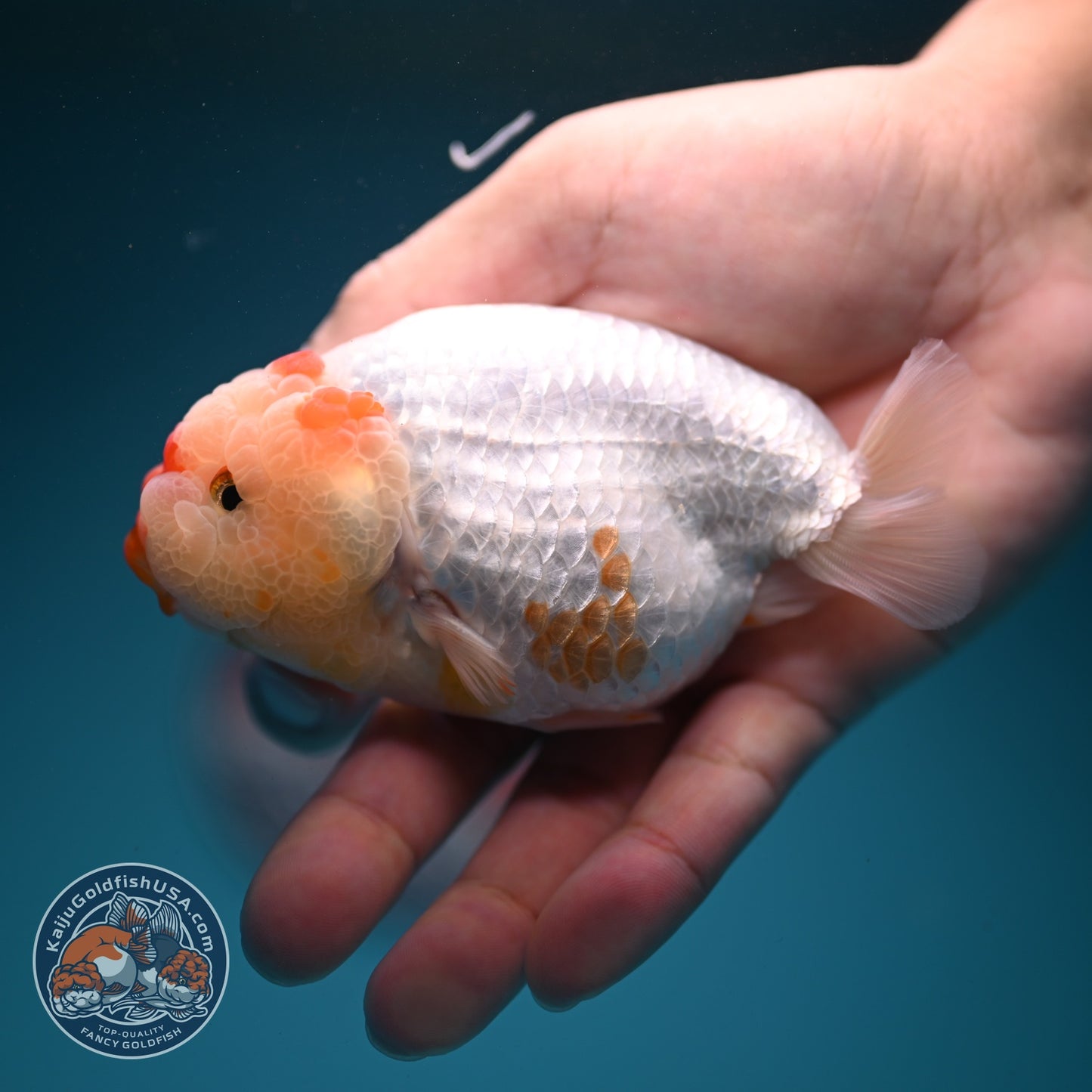 Red White Ranchu 4 inch Body (260724_RC05)