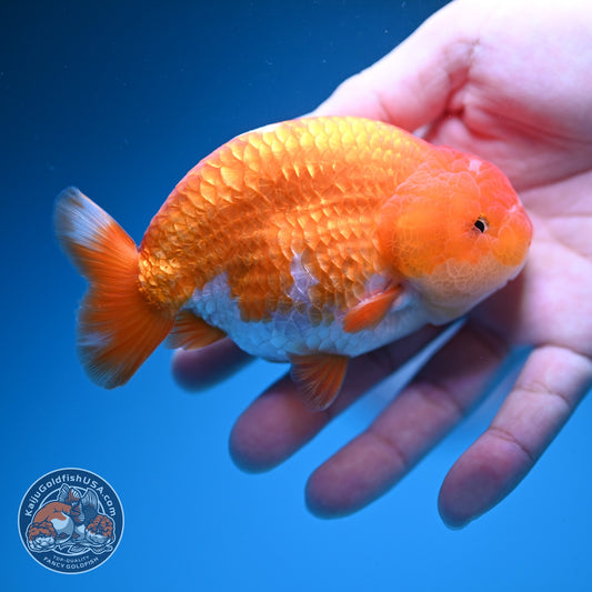 Red white Ranchu 4 inch Body (260724_RC07)