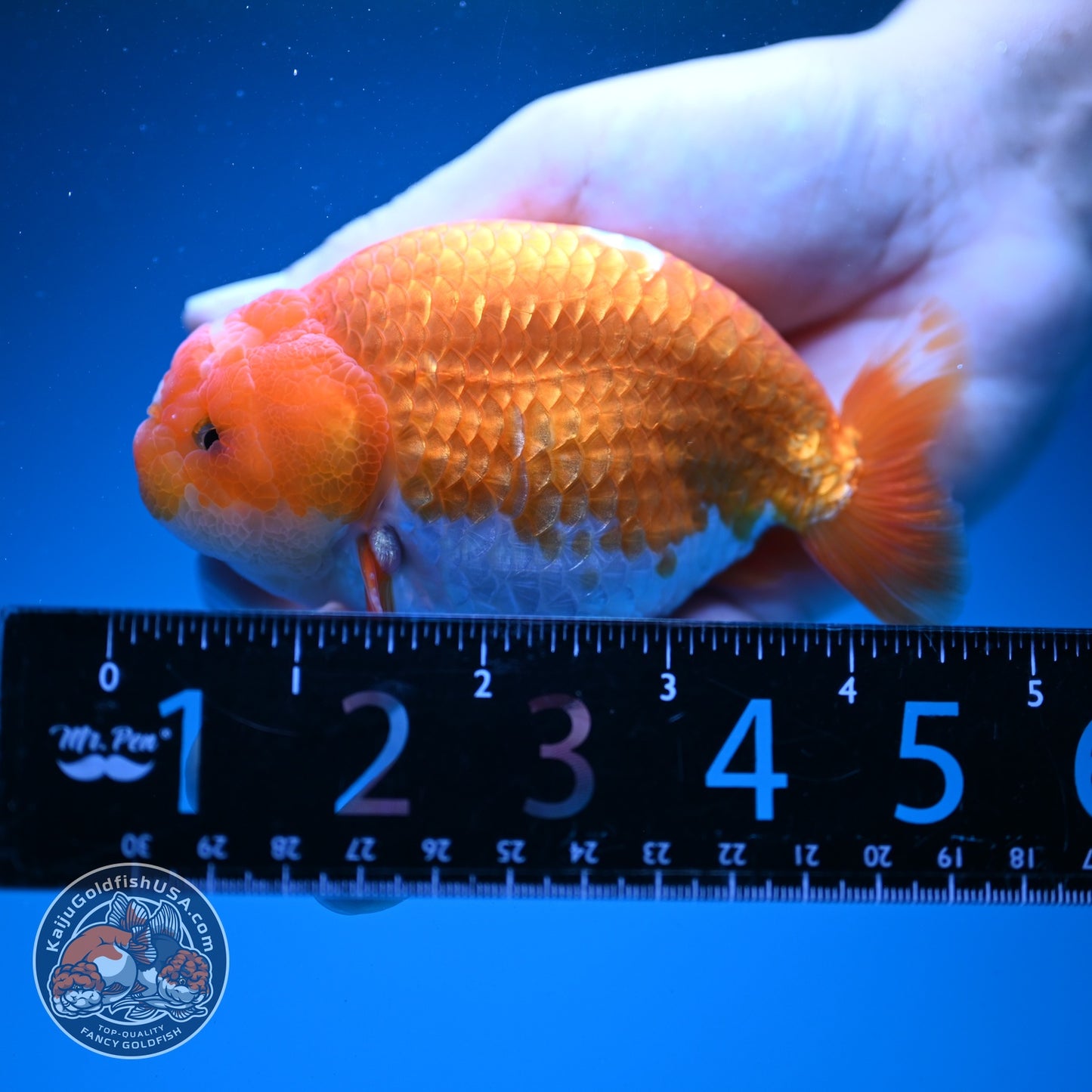 Red white Ranchu 4 inch Body (260724_RC07)