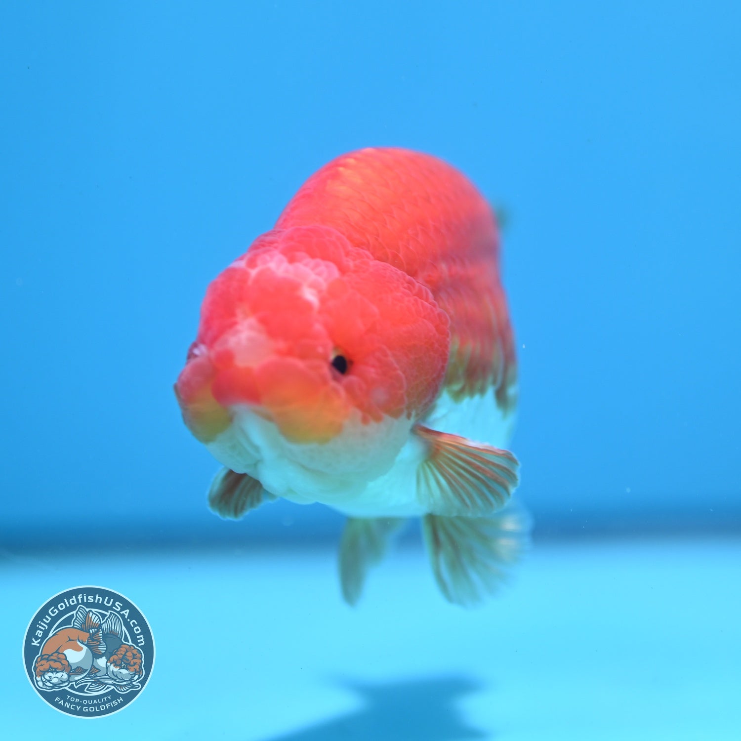 Red white Ranchu 4 inch Body (260724_RC07)