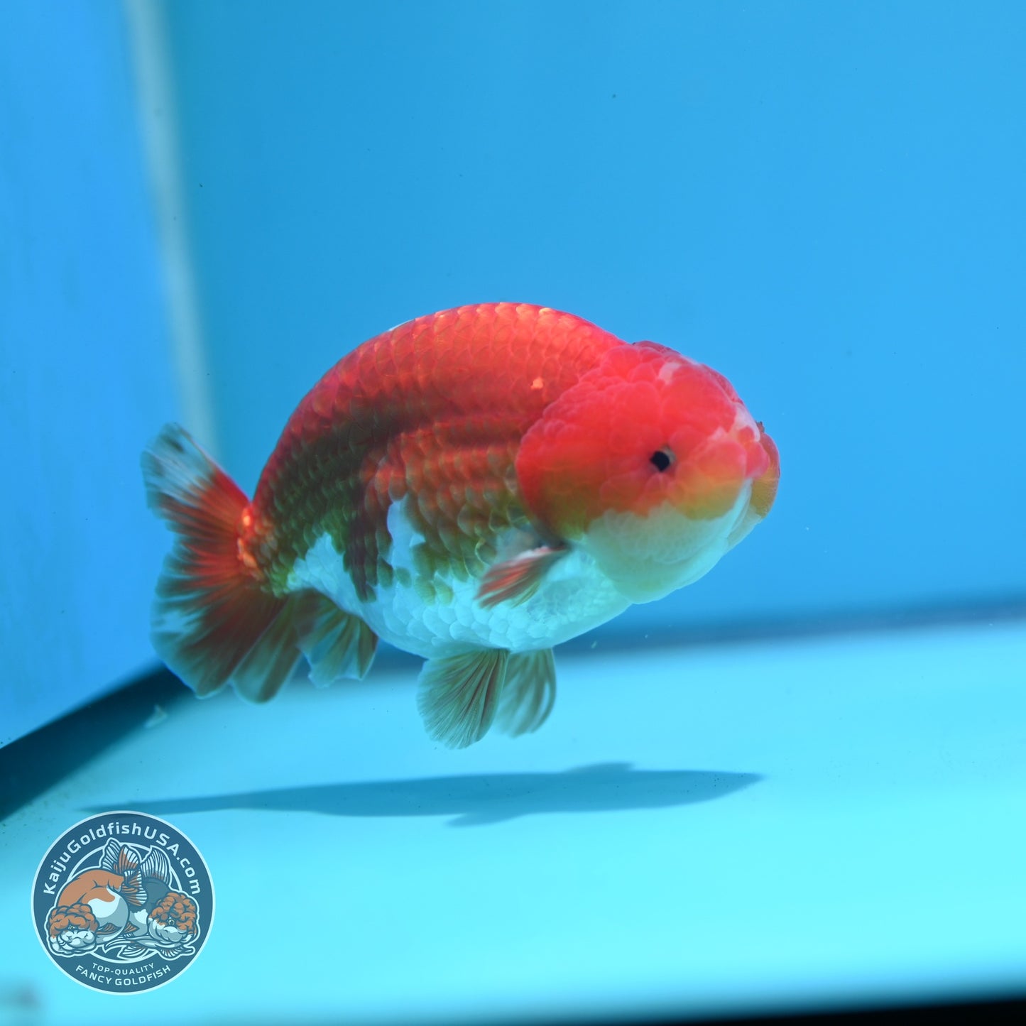 Red white Ranchu 4 inch Body (260724_RC07)