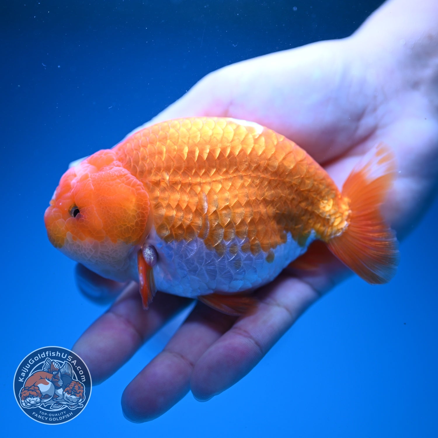 Red white Ranchu 4 inch Body (260724_RC07)