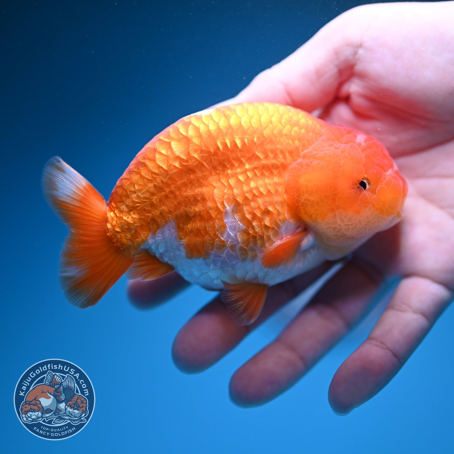 Red white Ranchu 4 inch Body (260724_RC07)