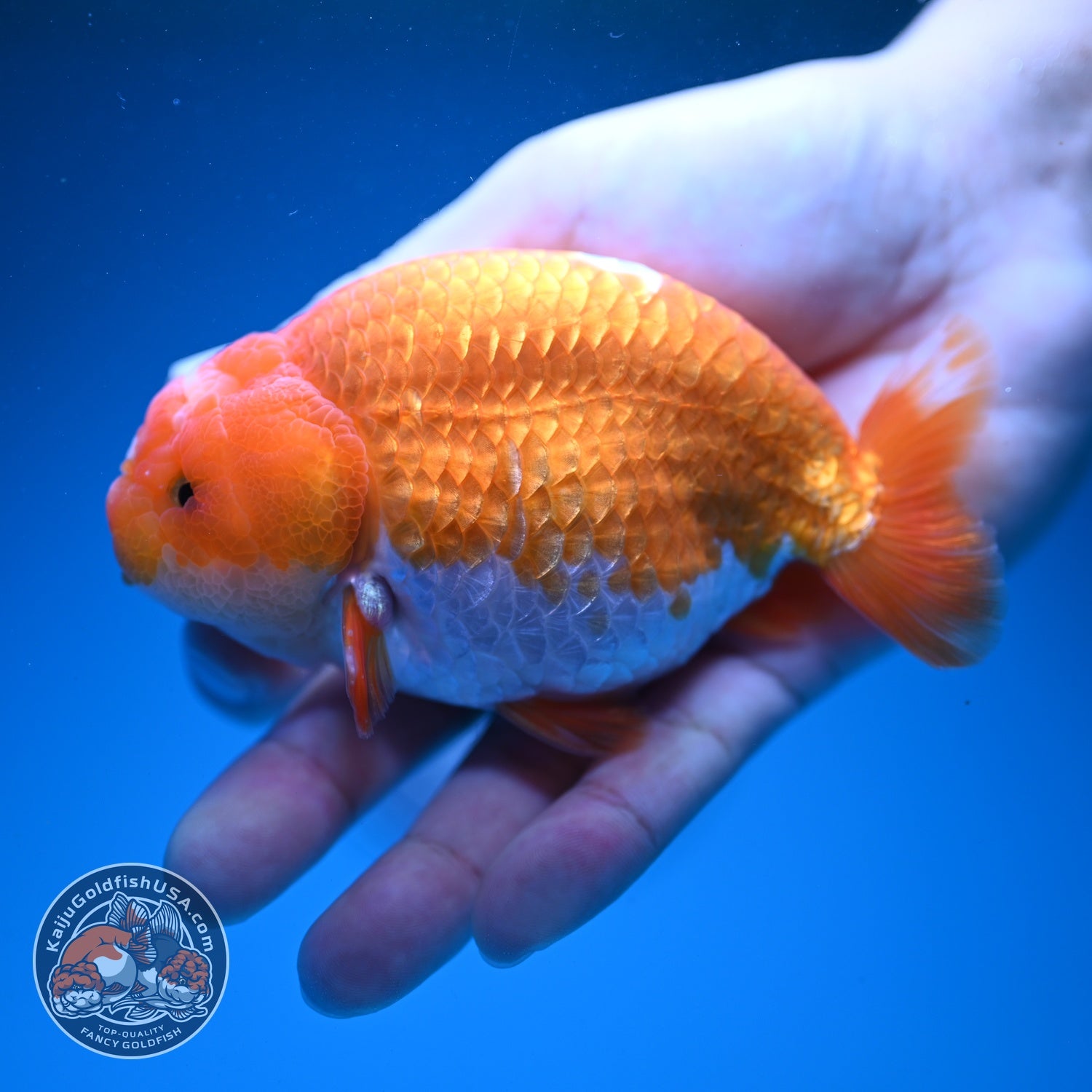 Red white Ranchu 4 inch Body (260724_RC07)