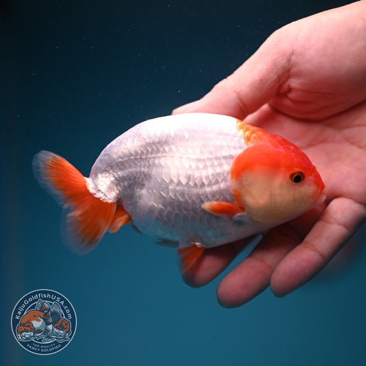 Red White Ranchu 4 inch Body (261002_RC05)