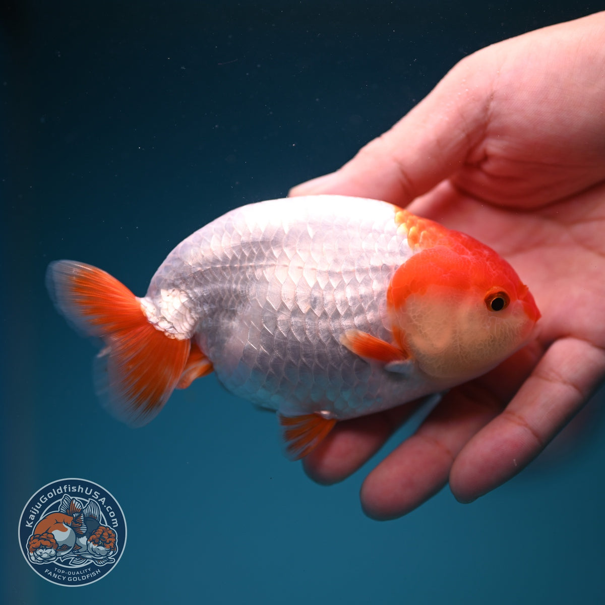 Red White Ranchu 4 inch Body (261002_RC05)