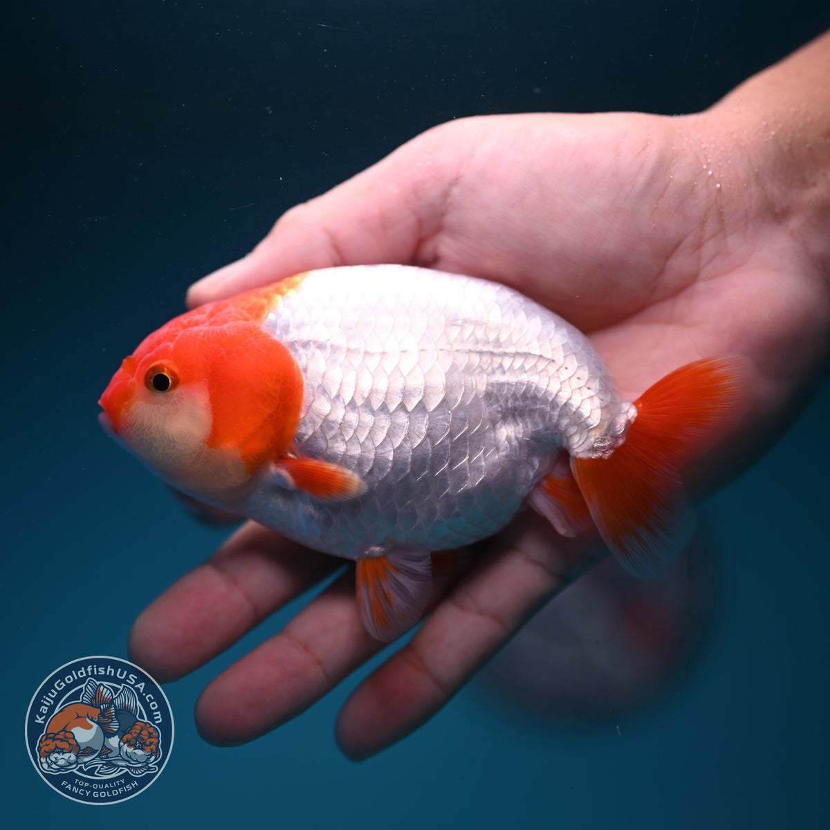 Red White Ranchu 4 inch Body (261002_RC05)