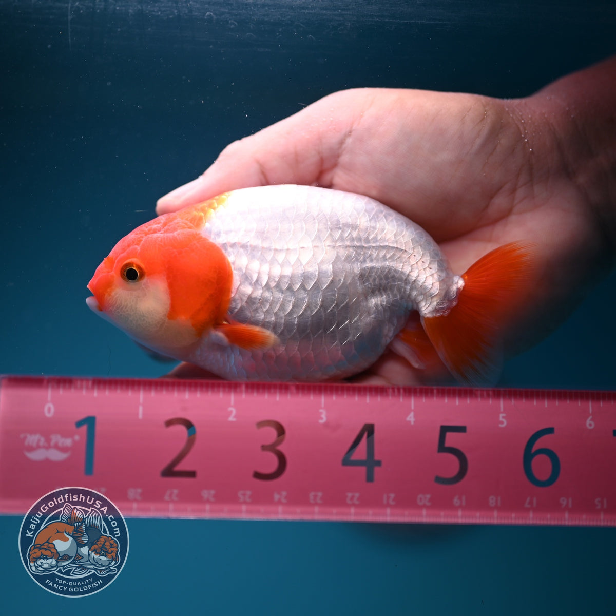 Red White Ranchu 4 inch Body (261002_RC05)