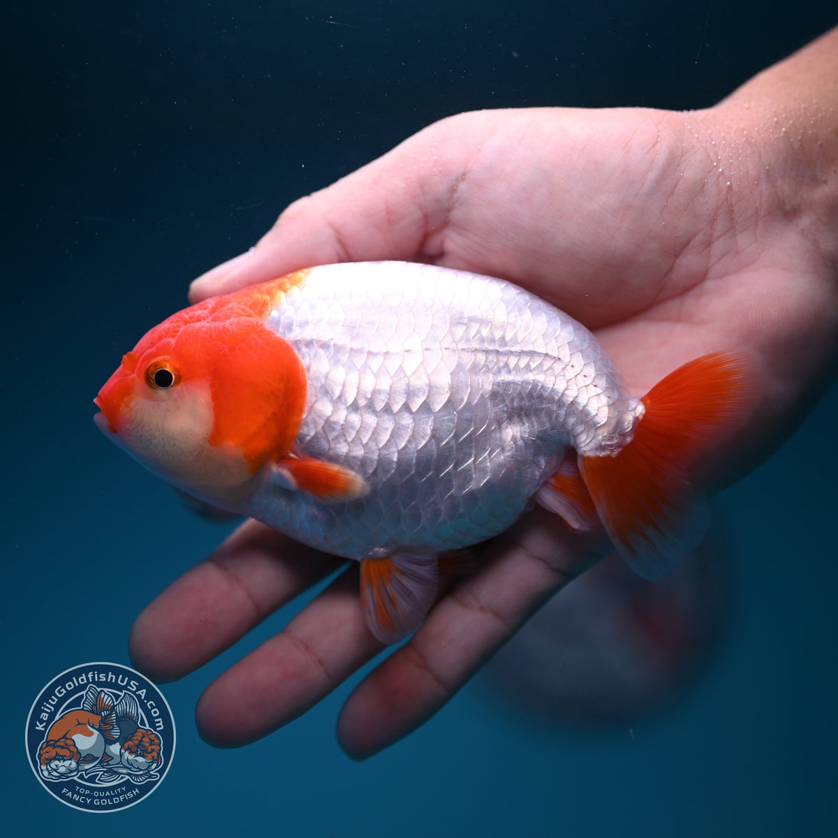Red White Ranchu 4 inch Body (261002_RC05)