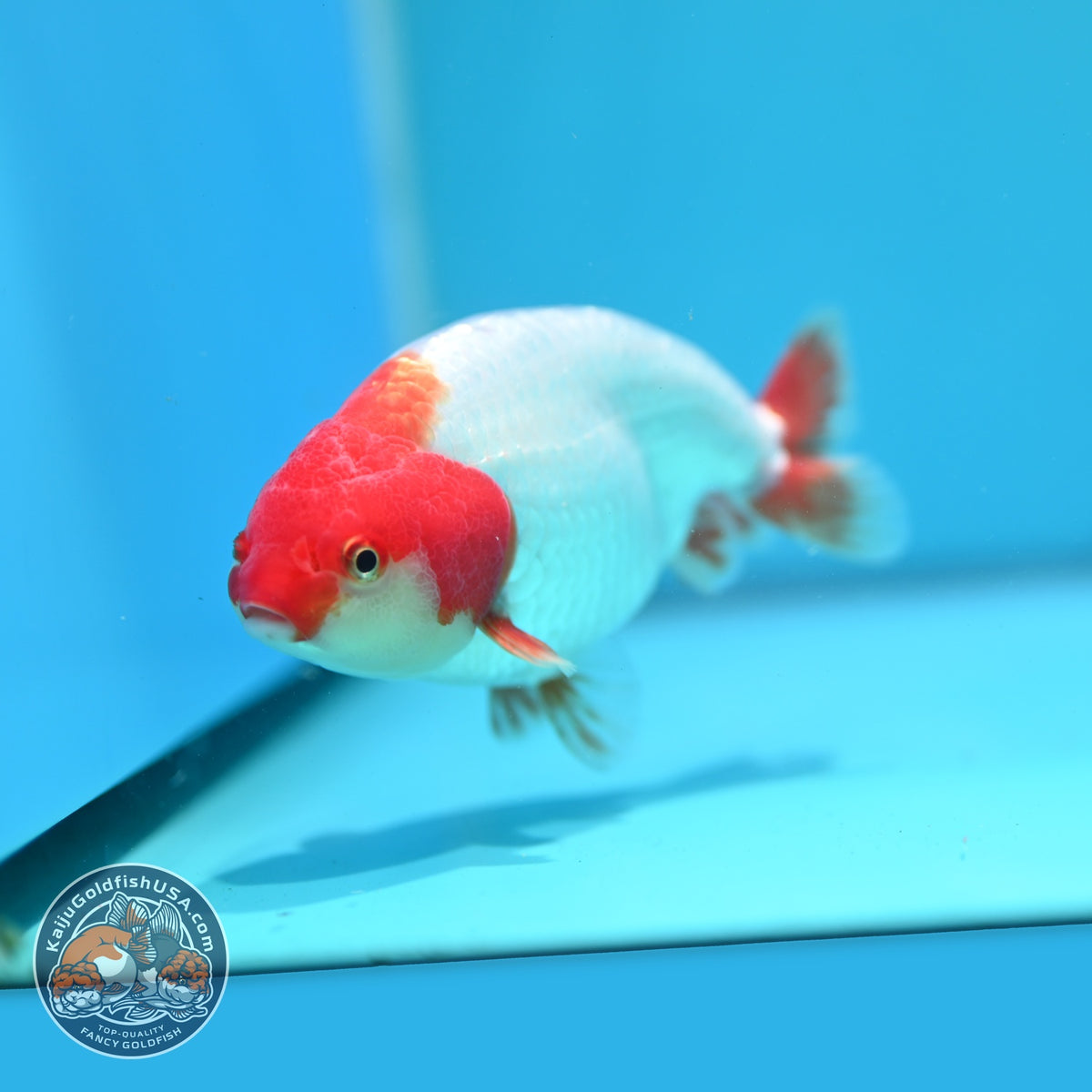 Red White Ranchu 4 inch Body (261002_RC05)