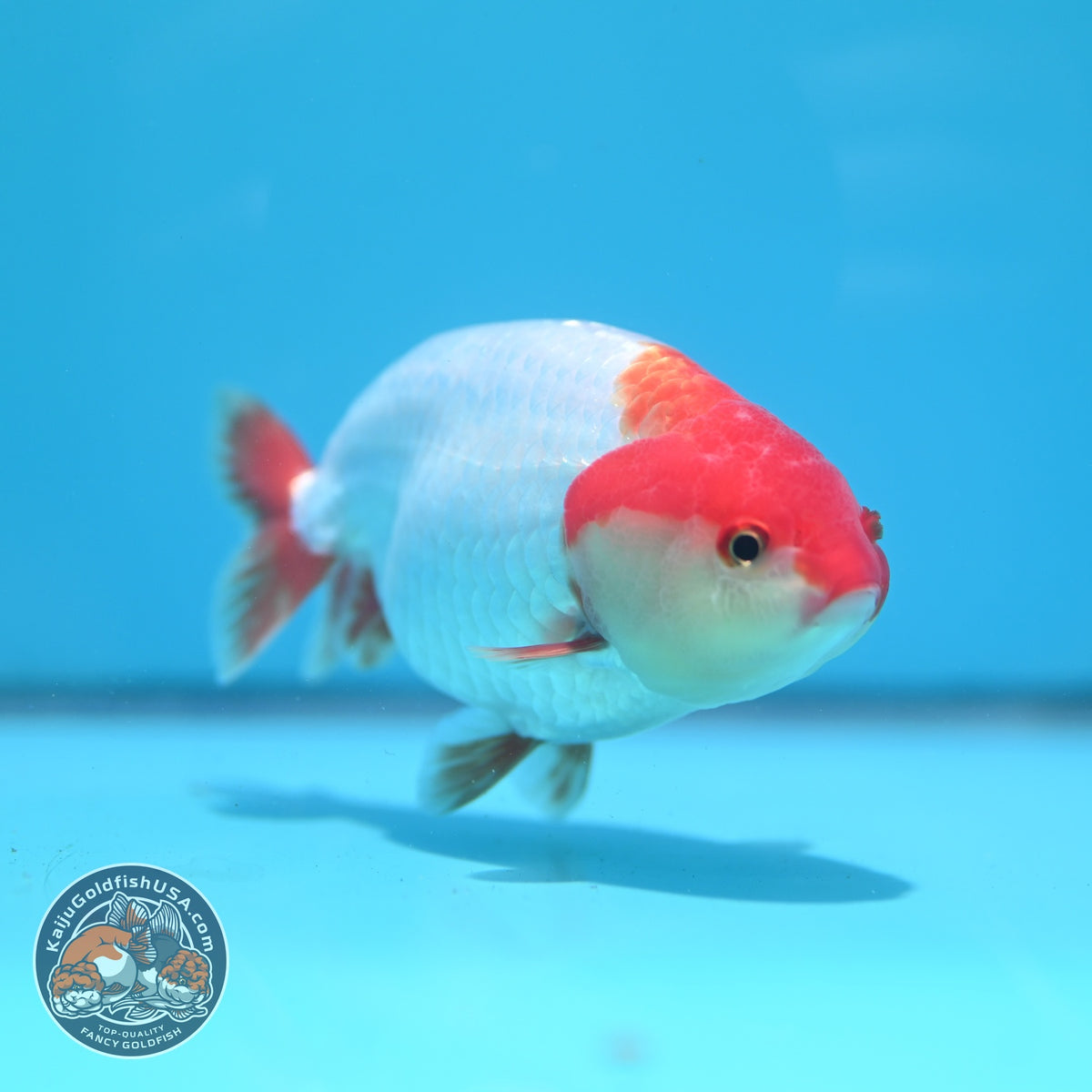 Red White Ranchu 4 inch Body (261002_RC05)