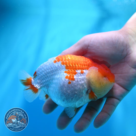 Red White Ranchu 4.2 inch Body (260529_RC05)