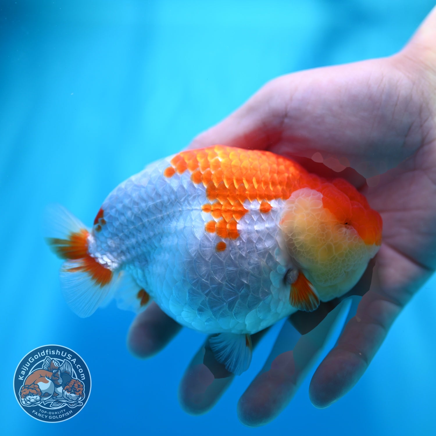 Red White Ranchu 4.2 inch Body (260529_RC05)